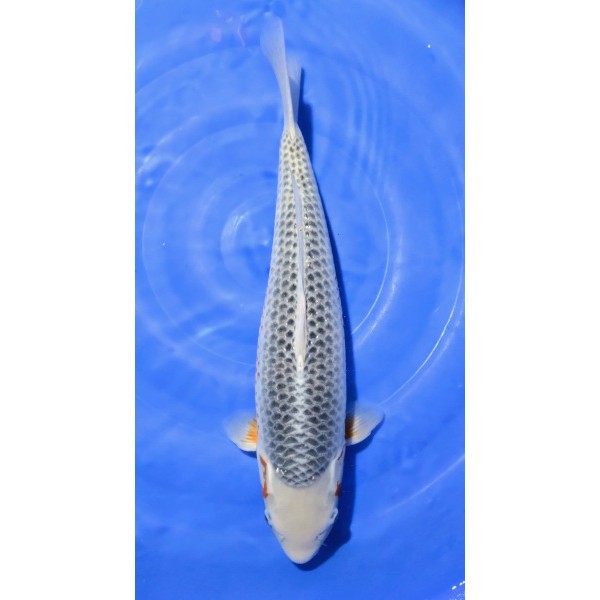 HQ Asagi Female 51 cm. Oferta na rok 2026