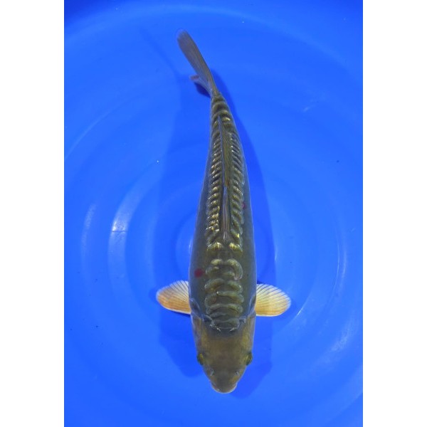 Gin rin Ochiba 46 cm Female. Oferta na rok 2026.