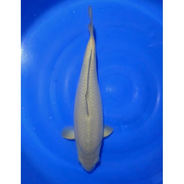 Gin rin ochiba 47 cm. Oferta na rok 2026