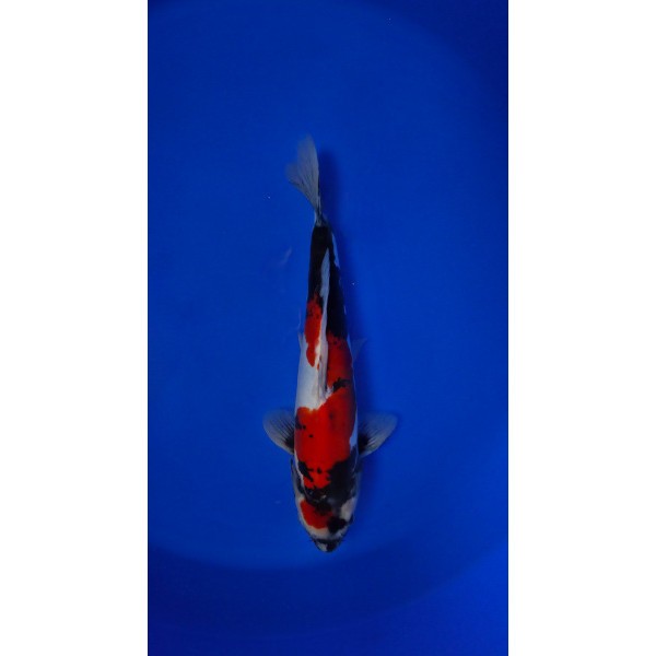 HQ Doitsu Showa 35 cm. Jumbo Tosai