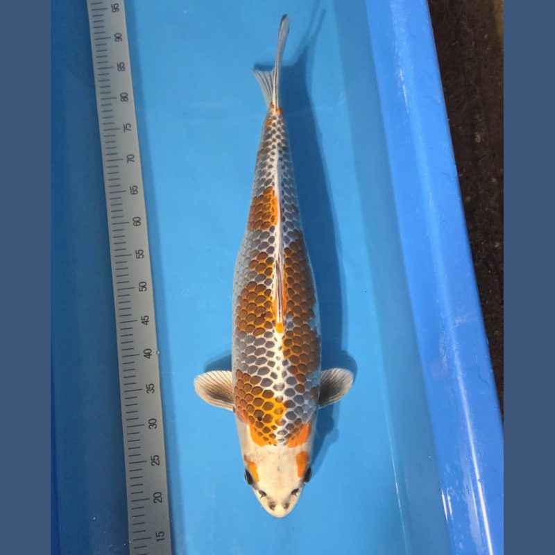 Kirin Wada 67 cm