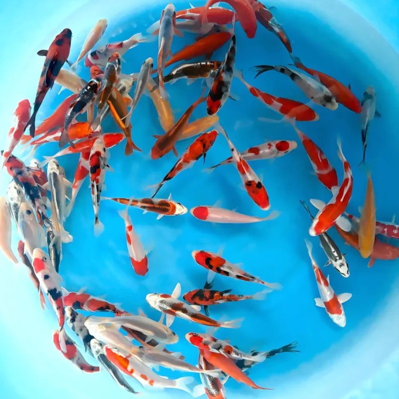 Karpie Koi Tosai od hodowcy Yagenji | 12–14 cm| 2026