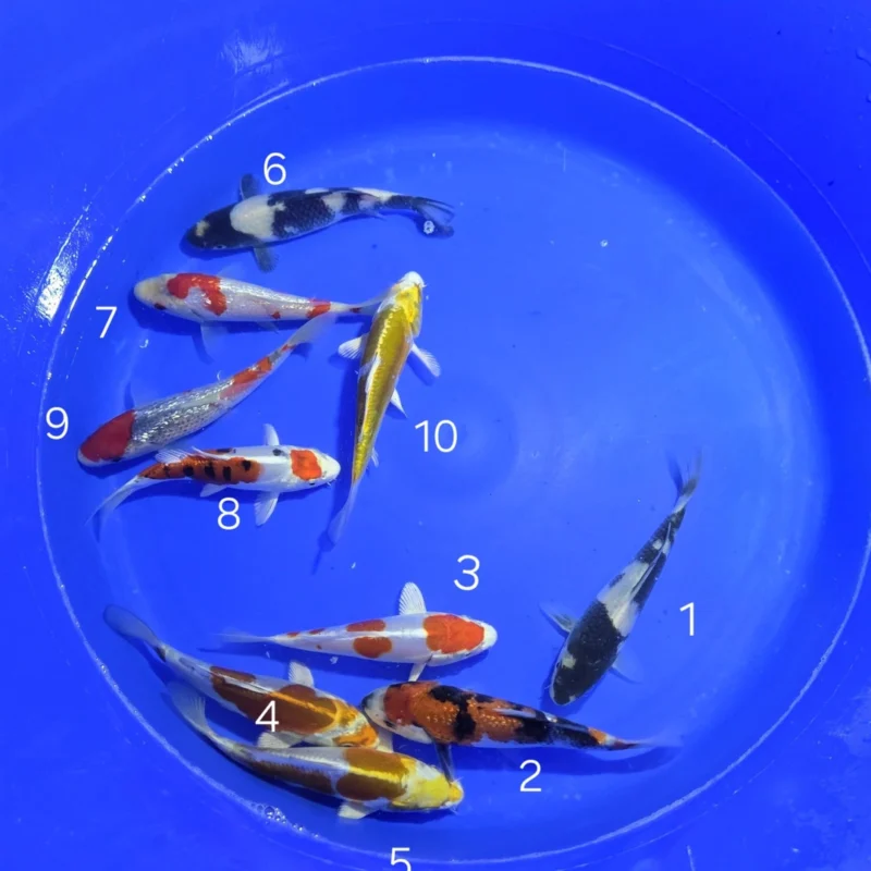 Karp koi HQ Tosai mix 15 do 19 cm. Oferta koi do wyboru 10 szt.