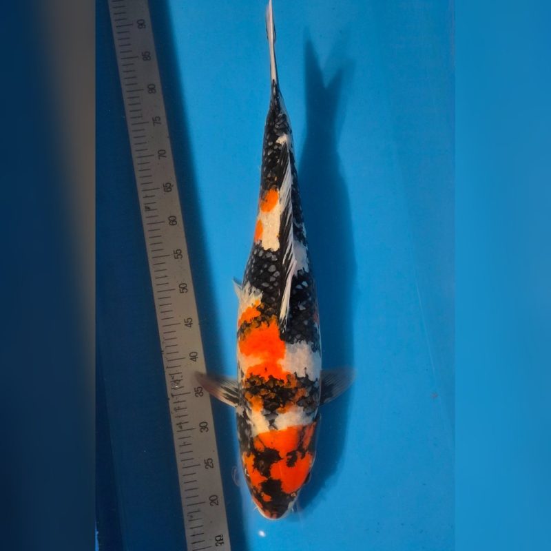 HQ Showa 66 cm. Female