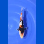 Karp koi Tosai mix 21 do 23 cm. 5szt. Oferta koi do wyboru.