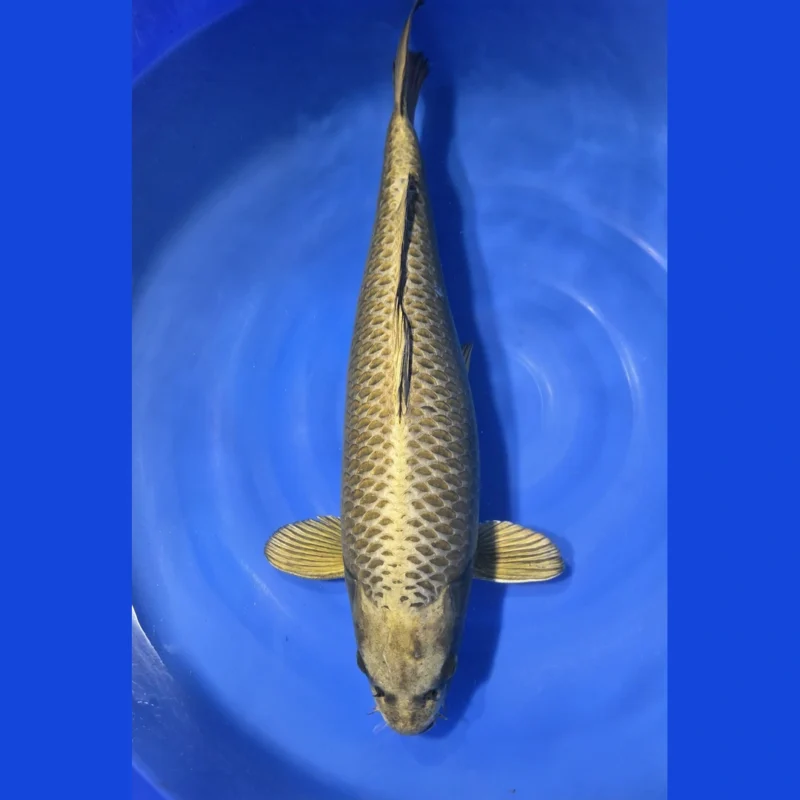 HQ Jumbo tosai Kohaku 31 cm