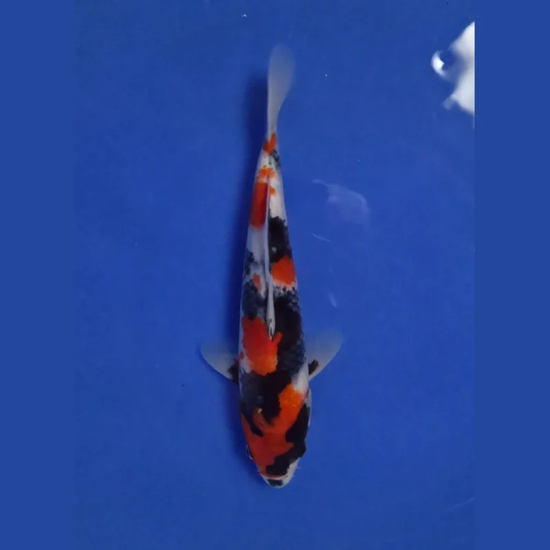 Doitsu Showa 28 cm. Jumbo Tosai