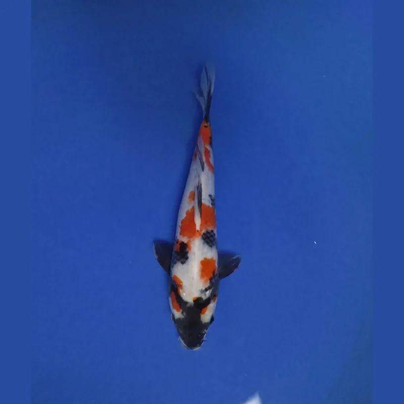 Doitsu Showa 28 cm. Jumbo Tosai
