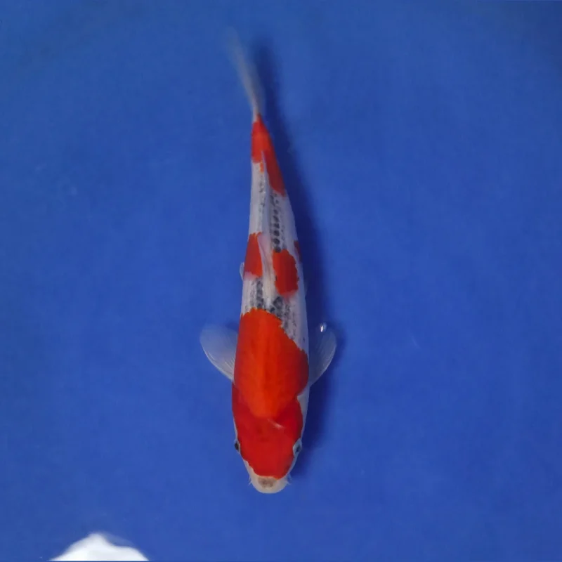 Doitsu Showa 28 cm. Jumbo Tosai