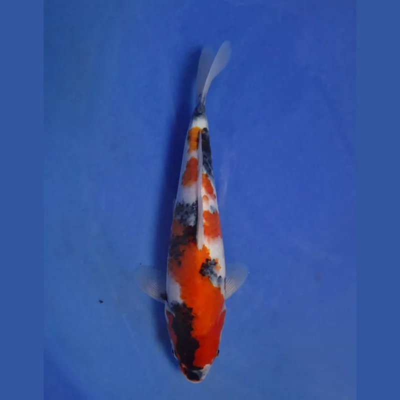 Doitsu Showa 28 cm. Jumbo Tosai