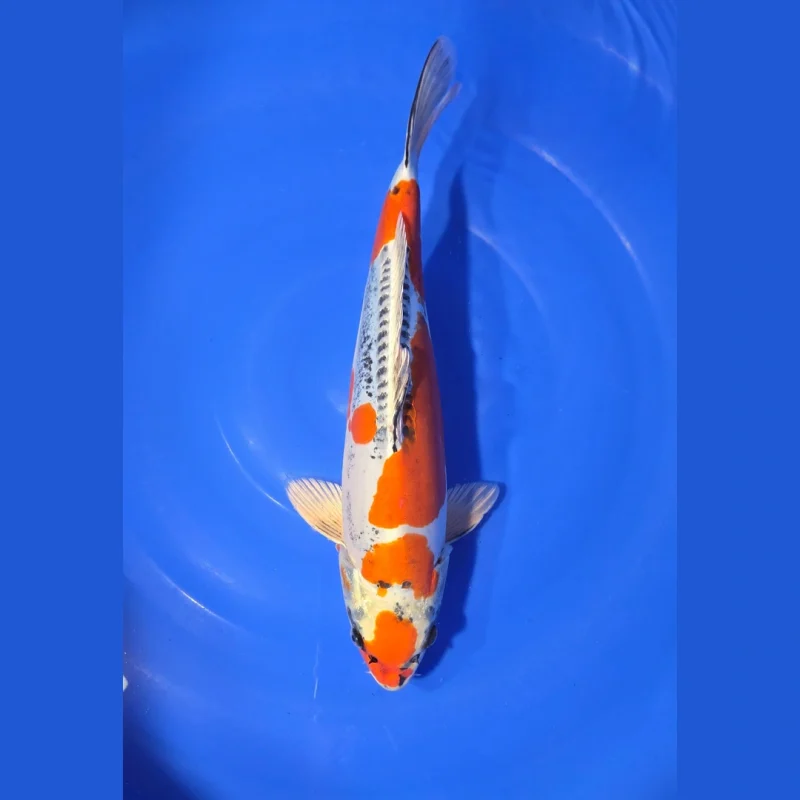 HQ Goshiki 39 cm